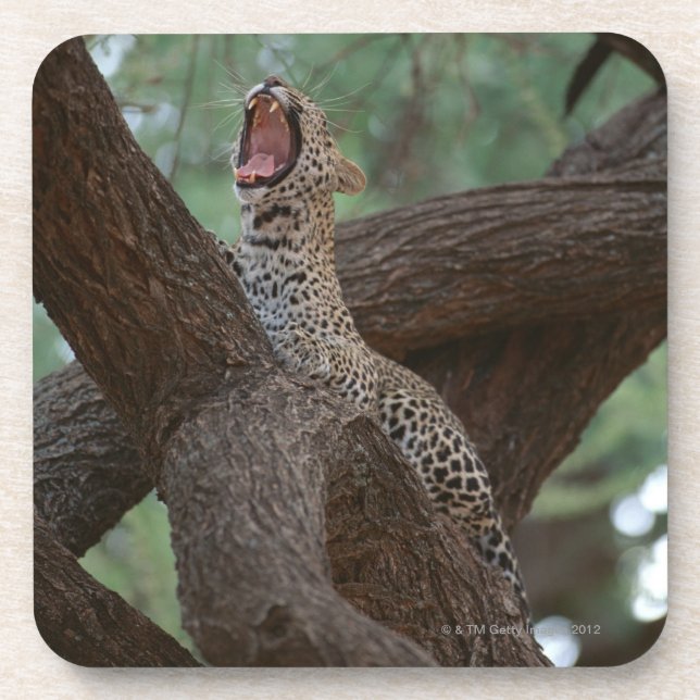 Dessous-de-verre Panthère (Devant)