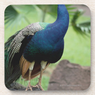 Dessous-de-verre Paon été perché sur la roche