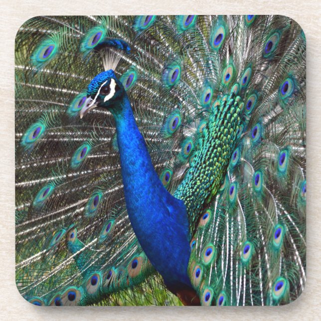 Dessous-de-verre Paon mâle coloré (Devant)