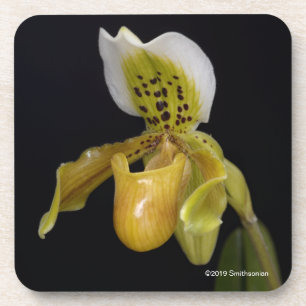 Dessous-de-verre Paphiopedilum Exul