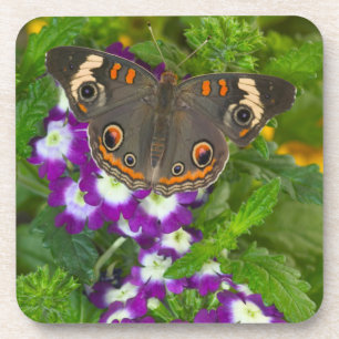 Dessous-de-verre Papilio deuil noir