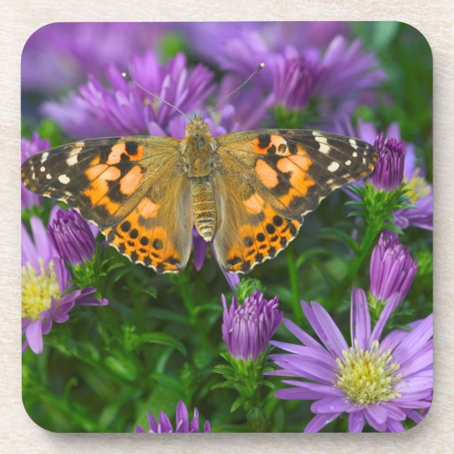Dessous-de-verre Papillon à ailes angulaires sur fleur conique (Devant)