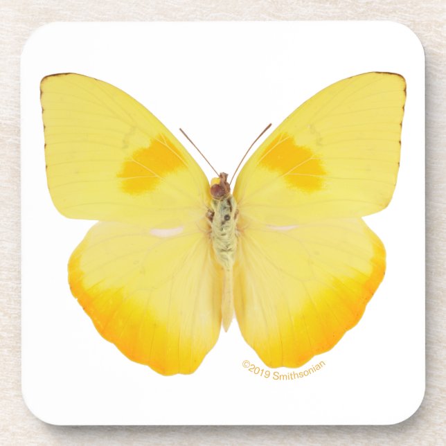 Dessous-de-verre Papillon commun de jaune d'herbe (Devant)