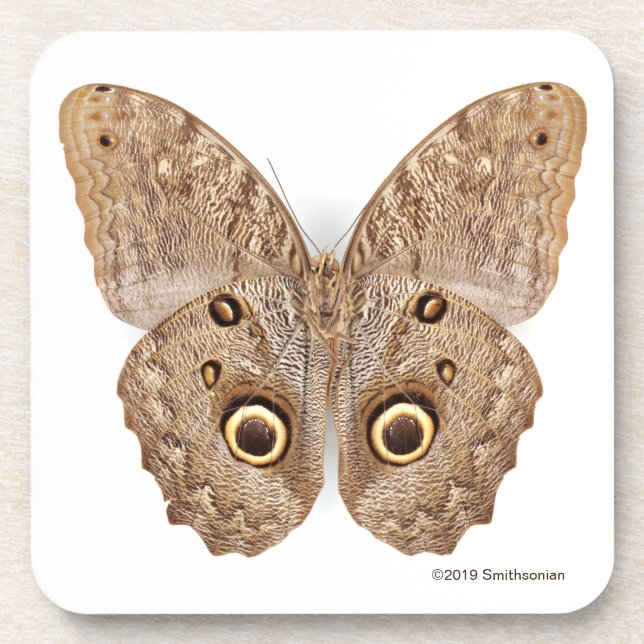 Dessous-de-verre Papillon de hibou (Devant)