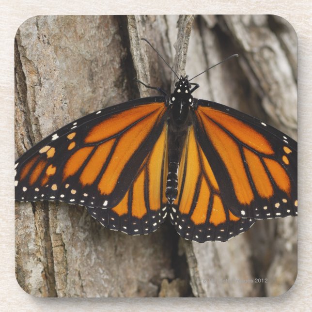 Dessous-de-verre Papillon de monarque (Devant)