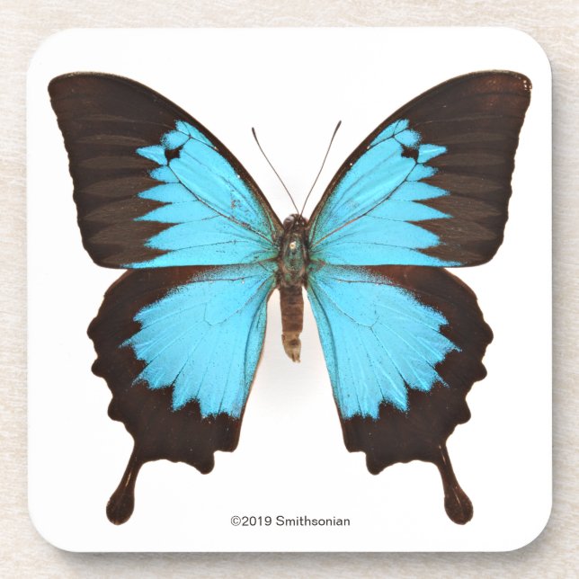 Dessous-de-verre Papillon d'Ulysse (Devant)