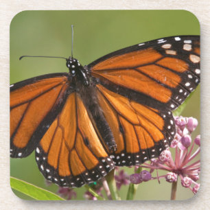Dessous-de-verre Papillon monarque mâle sur Asclépiade incarnate
