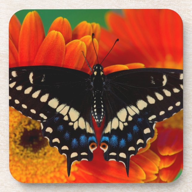 Dessous-de-verre Papillon noir Swallowtail sur Gerberia Daisy (Devant)