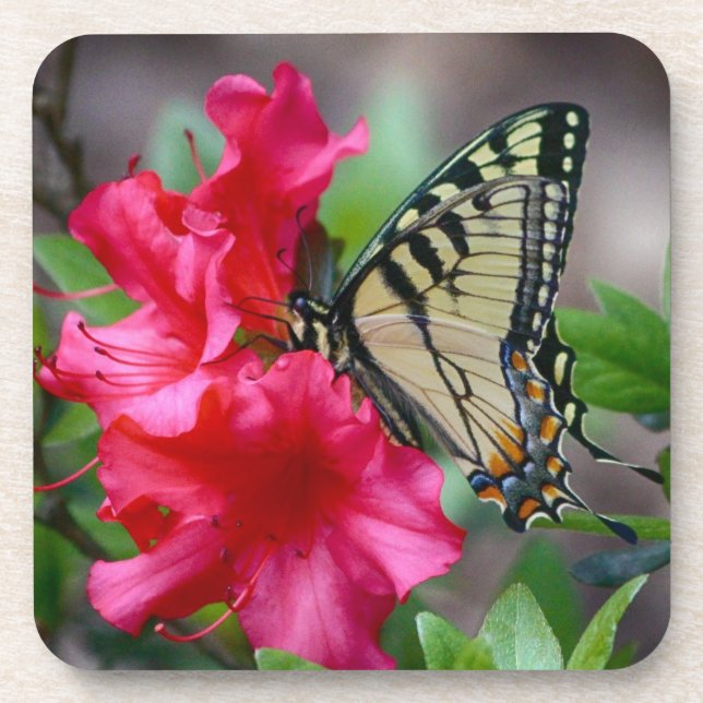 Dessous-de-verre Papillon Sur Fleurs Roses Ensemble Dessous de verr (Devant)