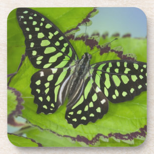 Dessous-de-verre Papillon sur fond vert
