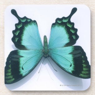 Dessous-de-verre Papillon sur le blanc
