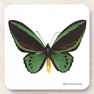 Dessous-de-verre Papillon vert de Birdwing
