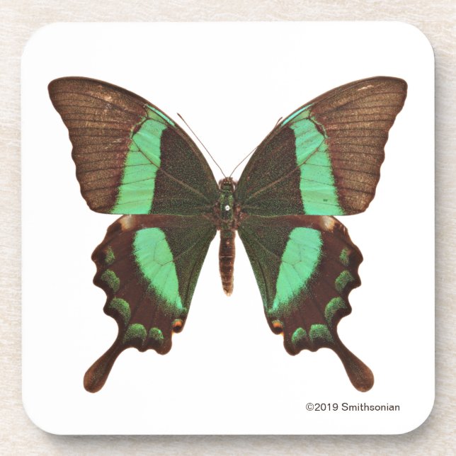 Dessous-de-verre Papillon vert de machaon (Devant)