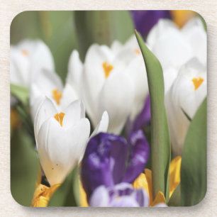 Dessous-de-verre Pays-Bas, Jardins de Keukenhoff, Tulipes.