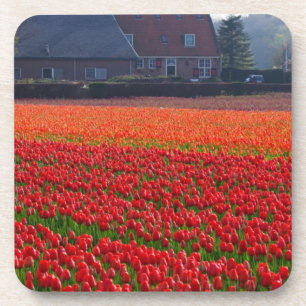 Dessous-de-verre Pays-Bas : Tulip Field en Hollande