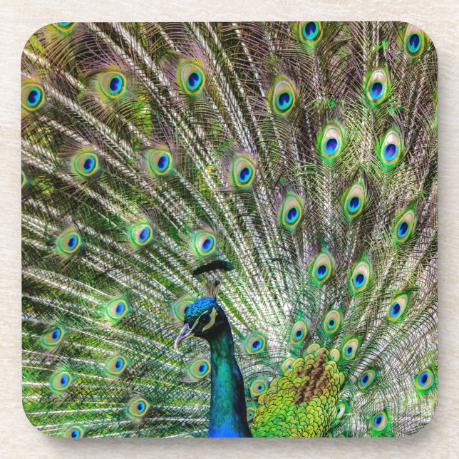 Dessous-de-verre Peacock étonnant et plumes accessoires photo (Devant)
