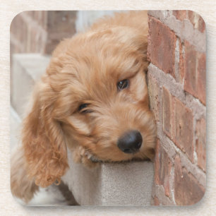 Dessous-de-verre Peecing de Goldendoodle