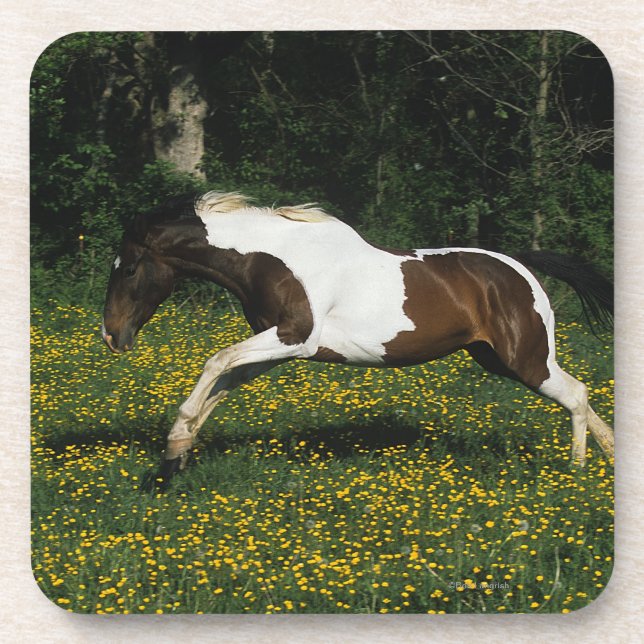 Dessous-de-verre Peignez le cheval fonctionnant dans le domaine des (Devant)
