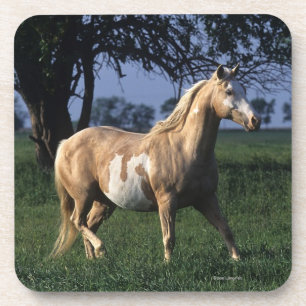 Dessous-de-verre Peignez le cheval tenant 2