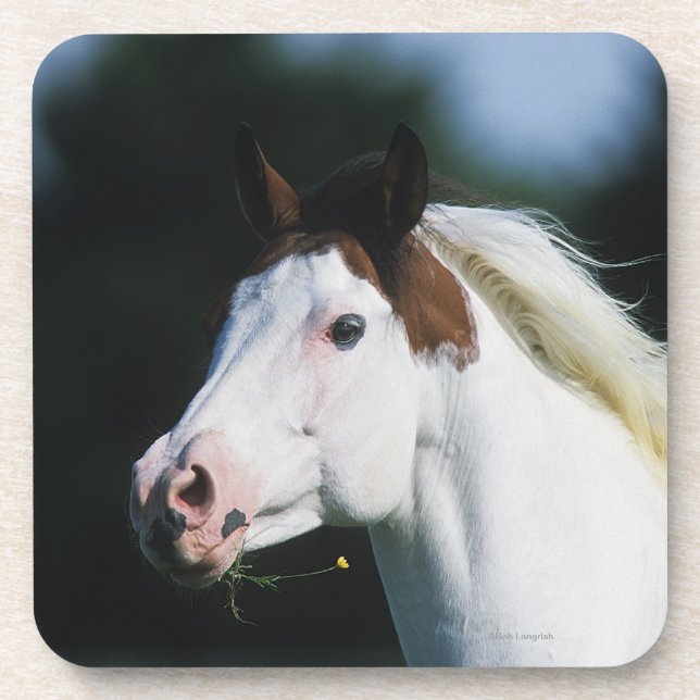 Dessous-de-verre Peignez le Headshot 3 de cheval (Devant)