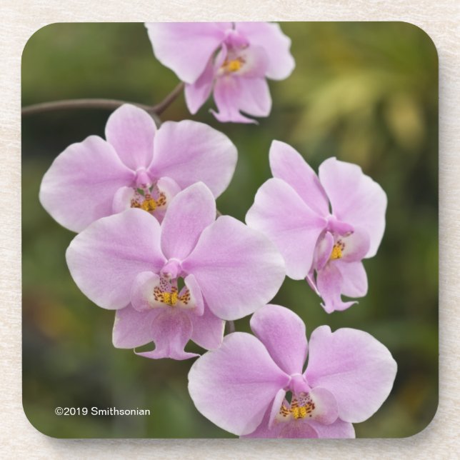 Dessous-de-verre Phalaenopsis Schilleriana (Devant)