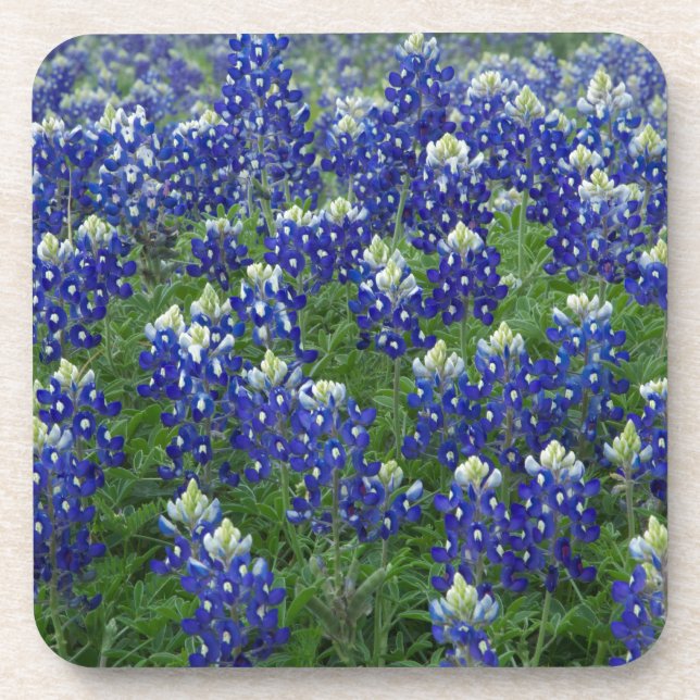 Dessous-de-verre Photo de champ de Bluebonnets de Texas (Devant)