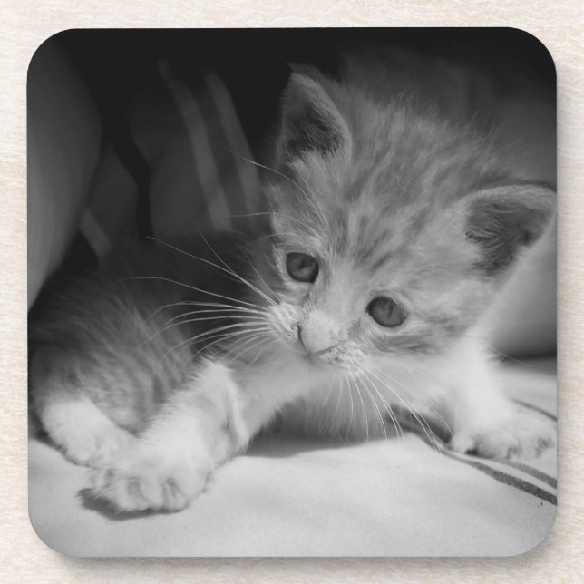 Dessous-de-verre Photo de Kitten noir et blanc (Devant)