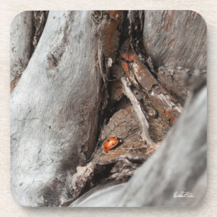 Dessous-de-verre photo d'une coccinelle