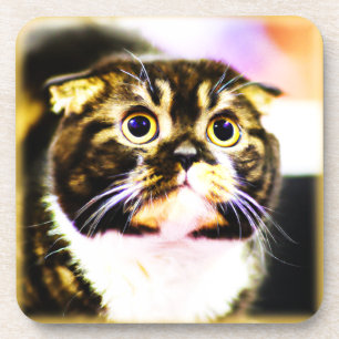 Dessous-de-verre Photo Hilarious d'un Chat Drôle. Commandez dès mai