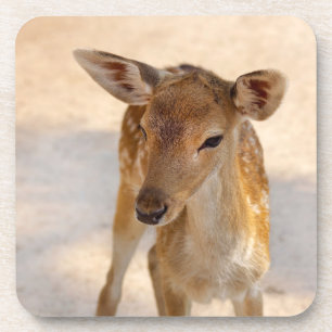Dessous-de-verre Photographie de cerfs fantaisistes de la forêt