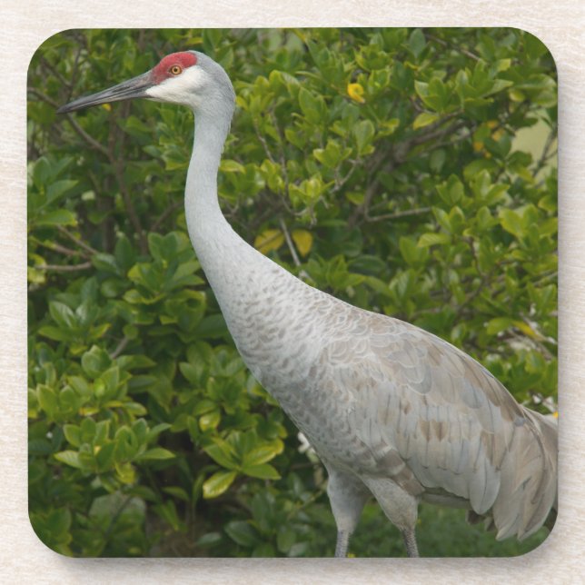 Dessous-de-verre Photographie d'oiseau de grue de Sandhill (Devant)