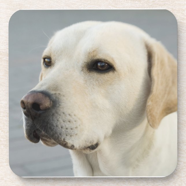 Dessous-de-verre Photographie d'or de labrador retriever (Devant)