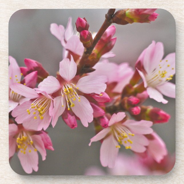 Dessous-de-verre Pink Against A Gray Sky Japanese Cherry Blossoms (Devant)