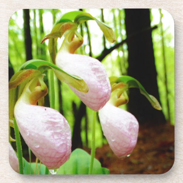 Dessous-de-verre Pink Lady Slipper sauvage orchidée (Devant)