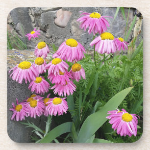 Dessous-de-verre Pink Peint marguerite Fleurs Nature photographie