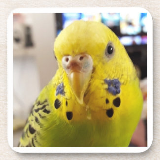 Dessous-de-verre Pipsqueak @chirpythecrazyparkeet Plastic coaster