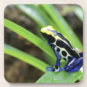 Dessous-de-verre Plan rapproché de grenouille de teinture de dard