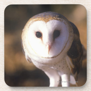 Dessous-de-verre 'Plan rapproché du hibou de grange, terre entre
