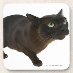 Dessous-de-verre Plan rapproché d'un chat 2