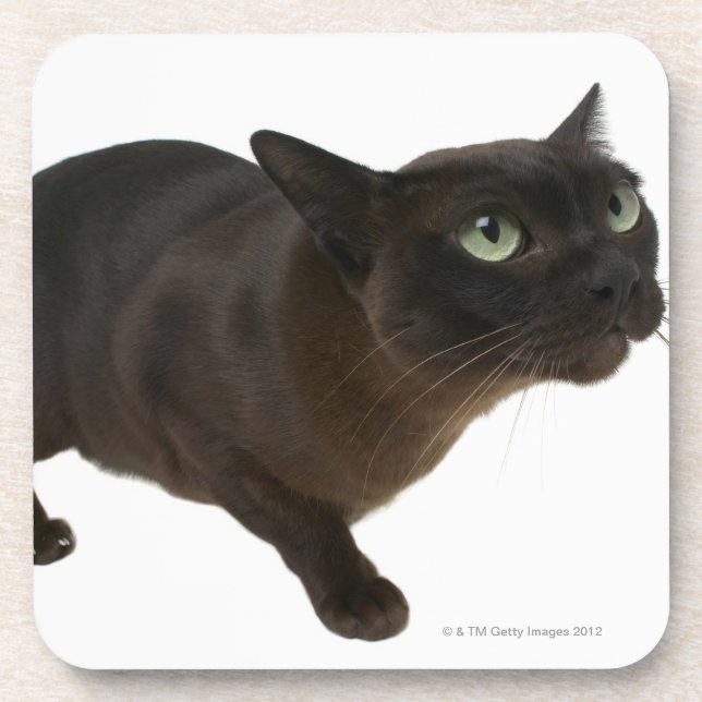 Dessous-de-verre Plan rapproché d'un chat 2 (Devant)