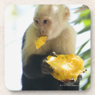 Dessous-de-verre Plan rapproché d'un singe de capucin mangeant d'u
