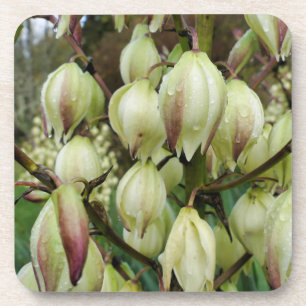Dessous-de-verre Plante du Yucca