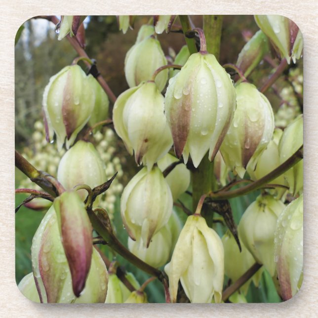 Dessous-de-verre Plante du Yucca (Devant)