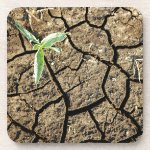 Dessous-de-verre Plantule dans une terre fissurée