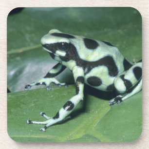 Dessous-de-verre Poison Dart Frog, (Dendrobates auratus) Cahuita