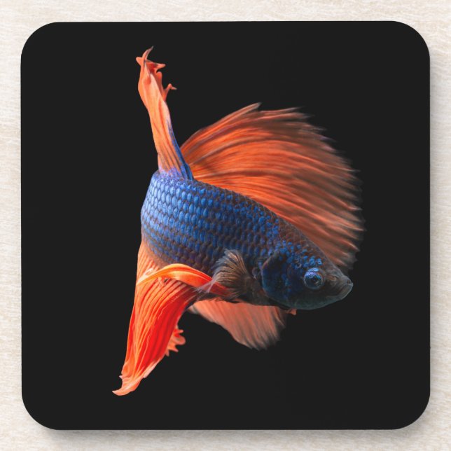 Dessous-de-verre Poisson Betta demi-lune (Devant)