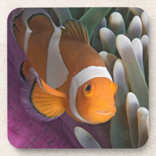 Dessous-de-verre Poisson clown occidental