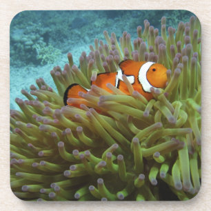 Dessous-de-verre Poisson-clown occidental (Amphiprion ocellaris)