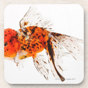 Dessous-de-verre Poisson rouge de lionhead de calicot (auratus de