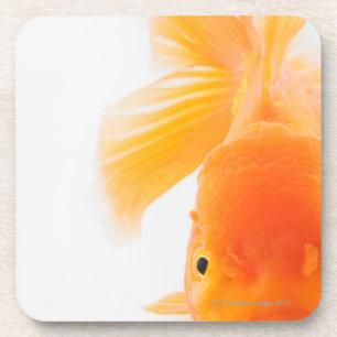 Dessous-de-verre Poisson rouge orange de lionhead (auratus de